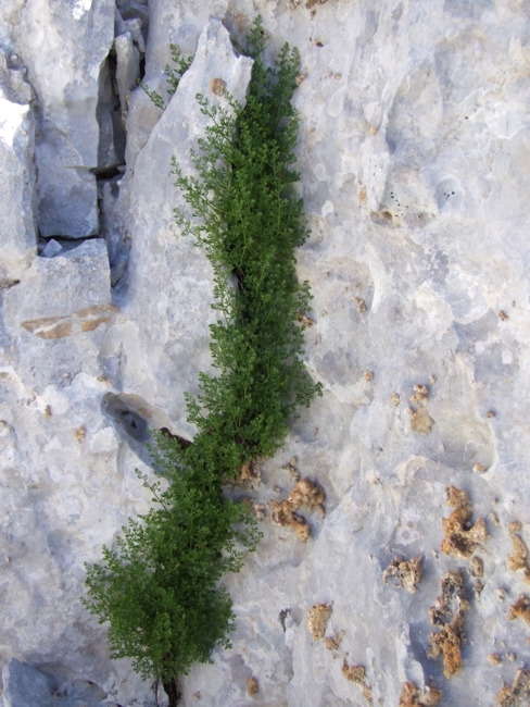 Asplenium fissum / Asplenio diviso